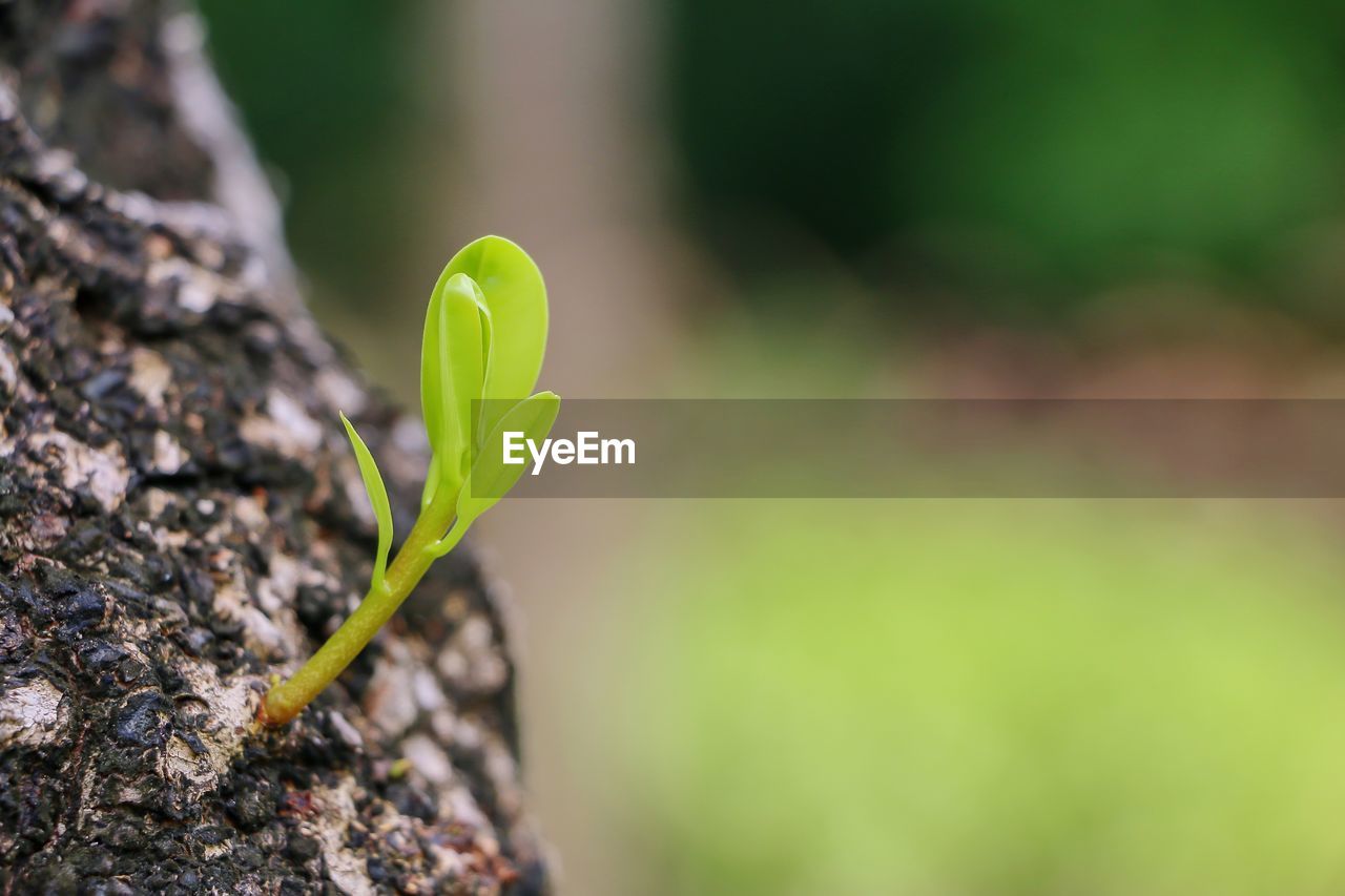 Close-up of plant growing outdoors