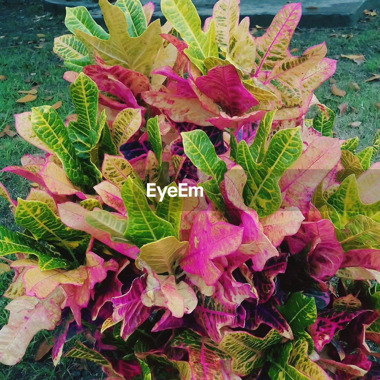 CLOSE-UP OF PINK FLOWERS IN GARDEN