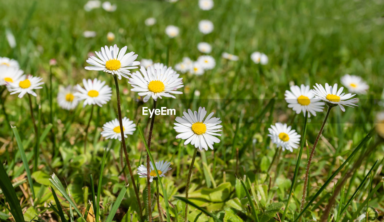 CLOSE-UP OF DAISY FLOWERS ON FIELD