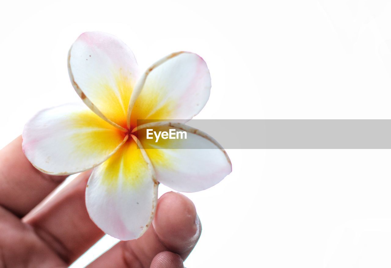 CLOSE-UP OF HAND HOLDING WHITE FLOWER AGAINST GRAY BACKGROUND