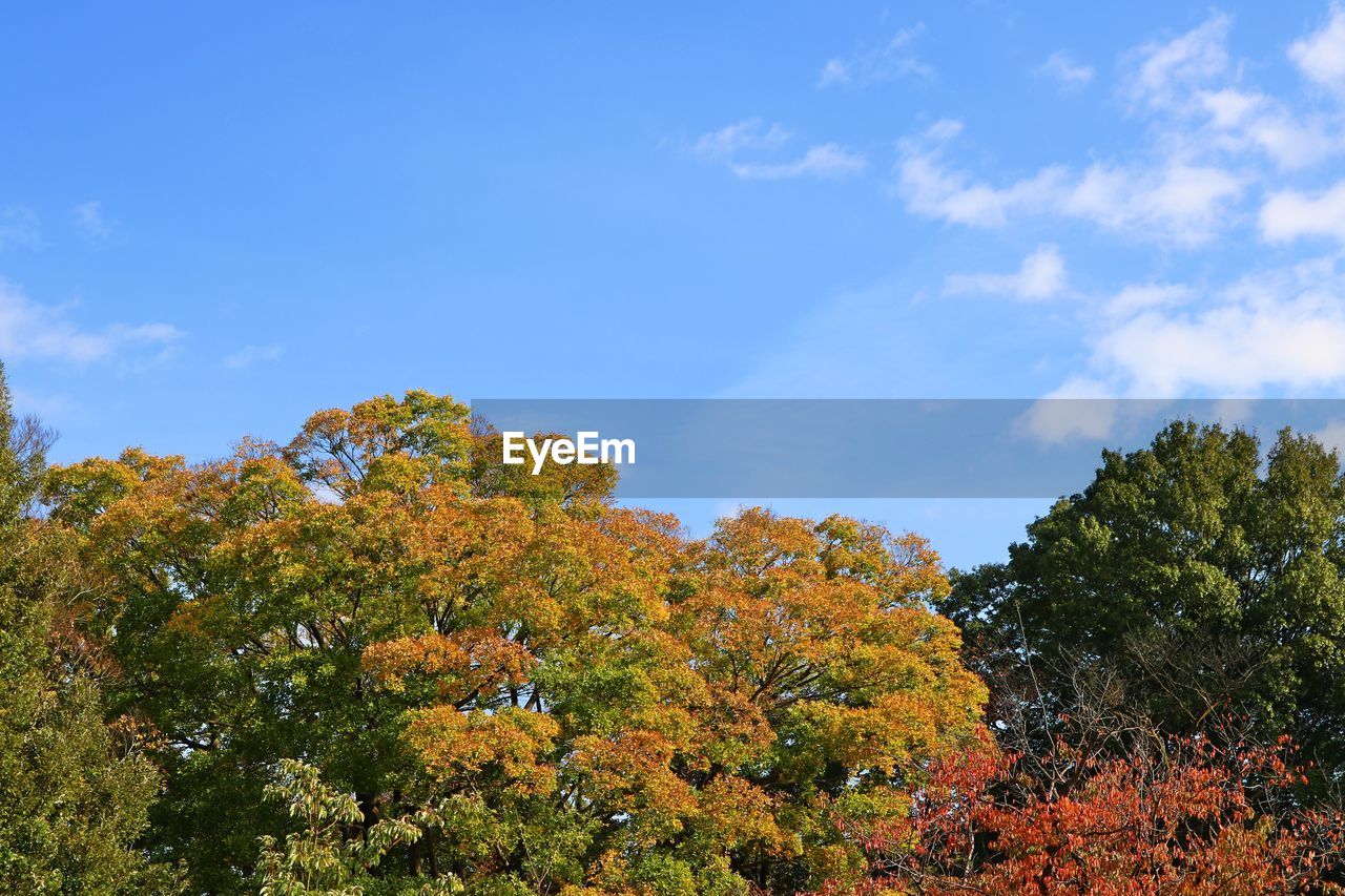 Low angle view of trees against sky during autumn