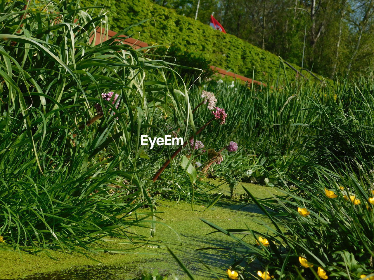 SCENIC VIEW OF FLOWERING PLANTS ON FIELD