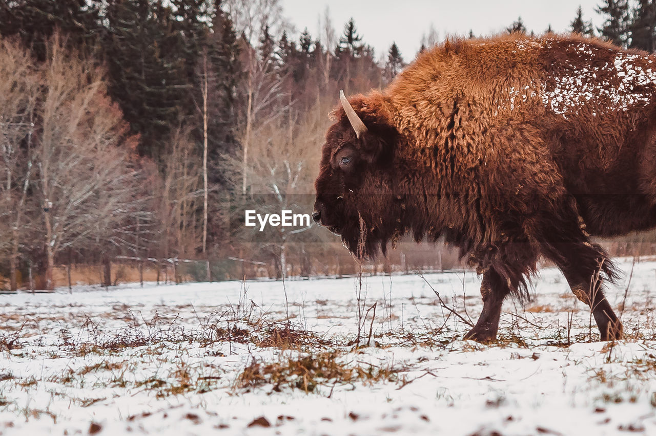 A bison walks on the field at winter with the forest on the background