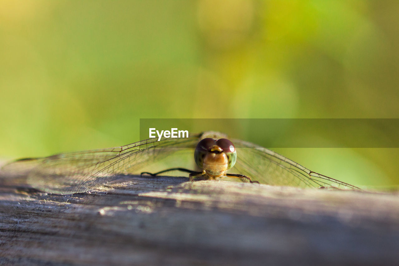 CLOSE-UP OF INSECT ON WOOD