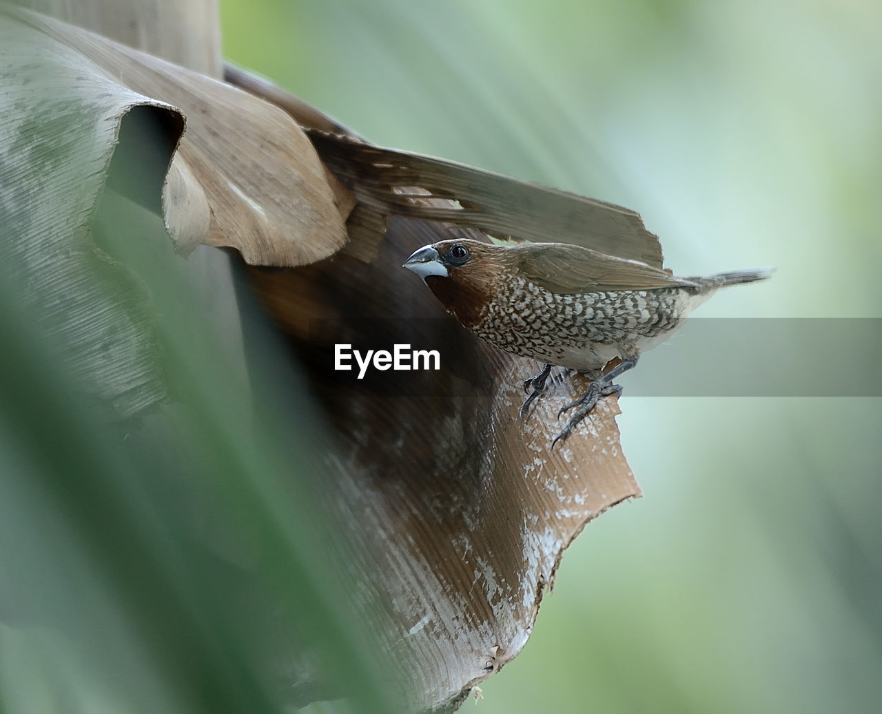 Bird perching on dry leaf