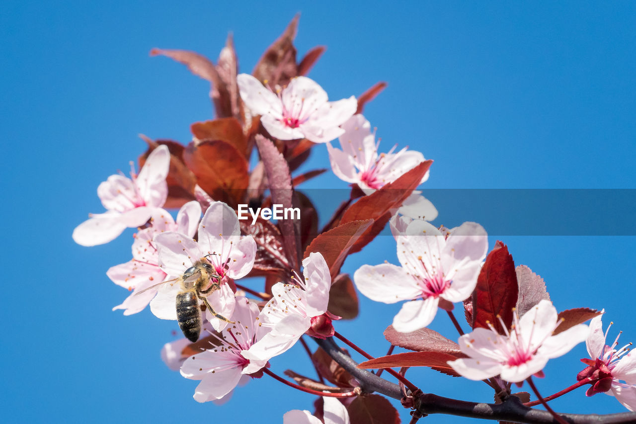 LOW ANGLE VIEW OF PINK CHERRY BLOSSOM AGAINST BLUE SKY