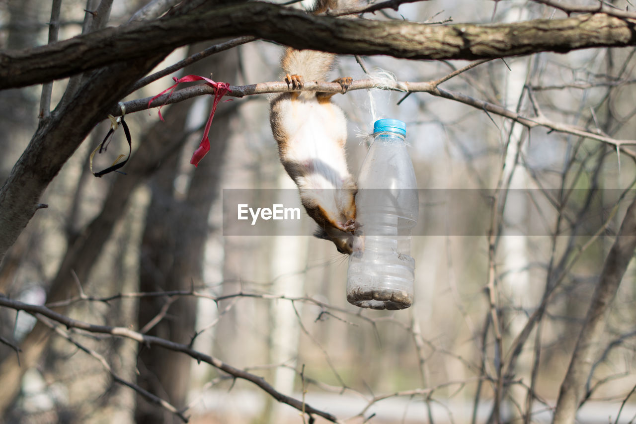 BARE HANGING ON TREE