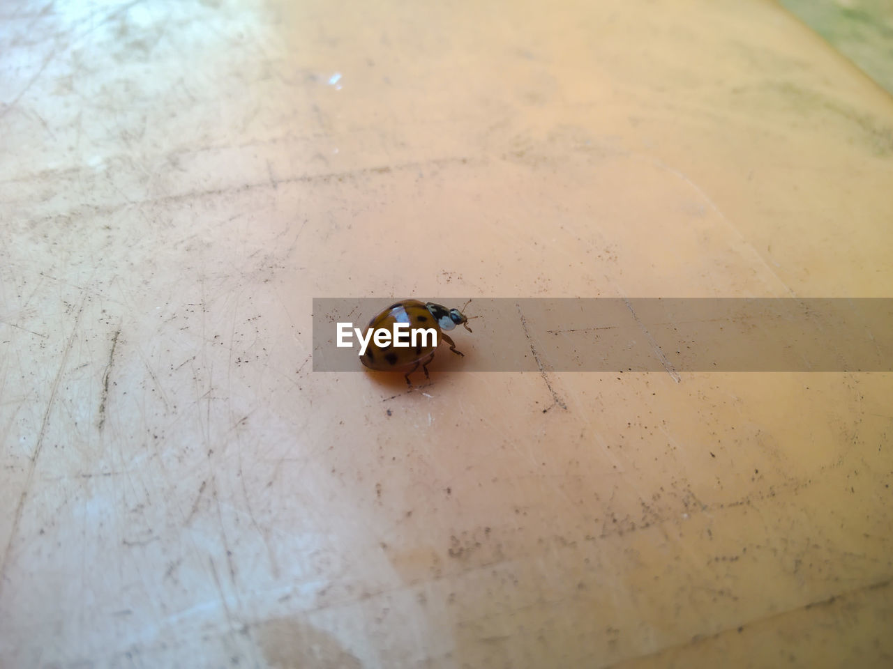 High angle view of ladybug on floor