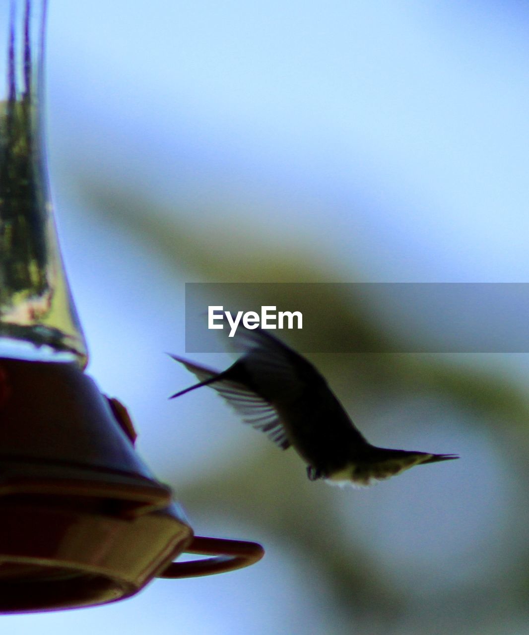 VIEW OF BIRD FLYING AGAINST SKY