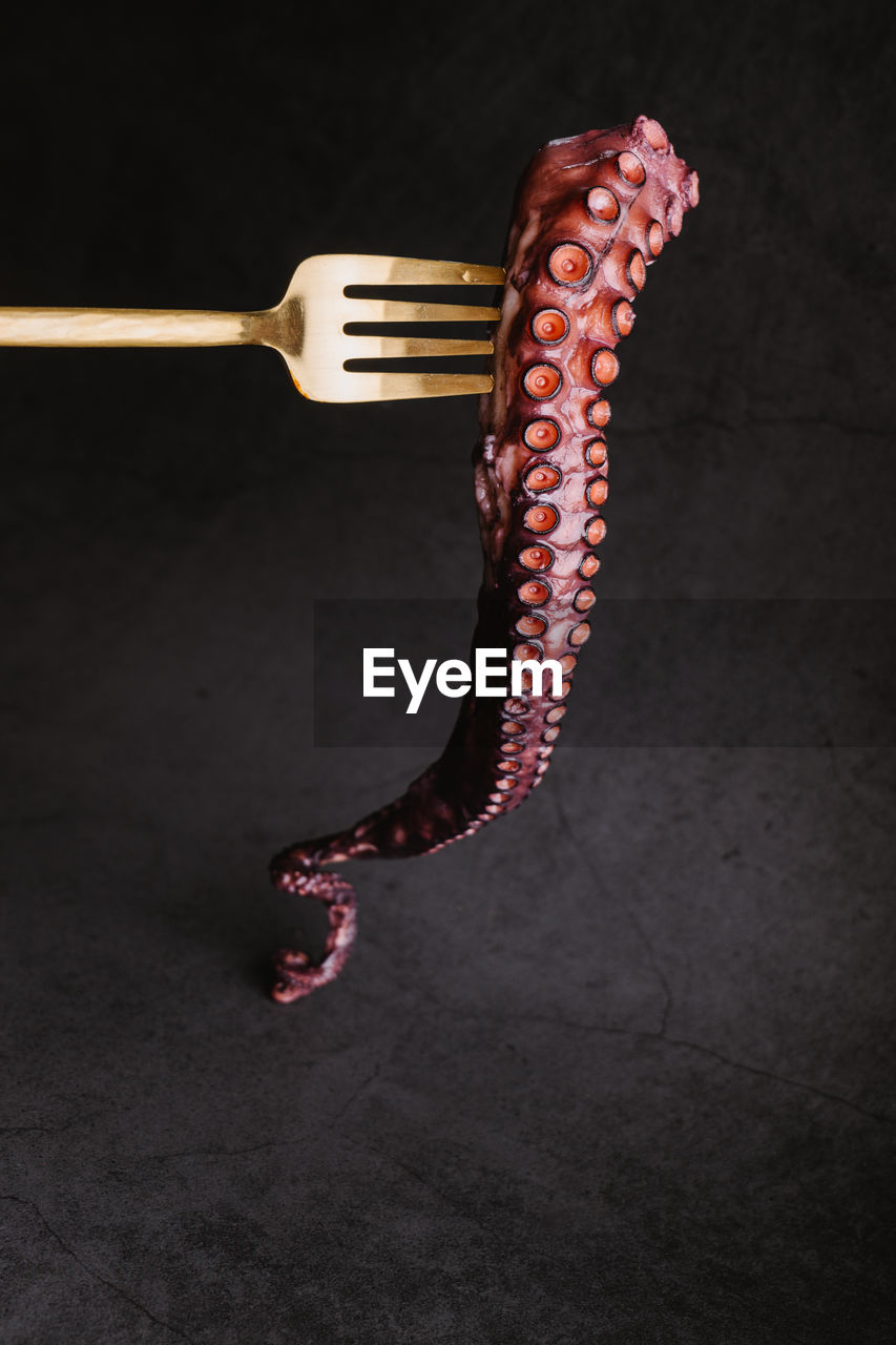 Uncooked rounded pink tentacle of tasty octopus on golden fork against clear gray background in light kitchen during cooking process