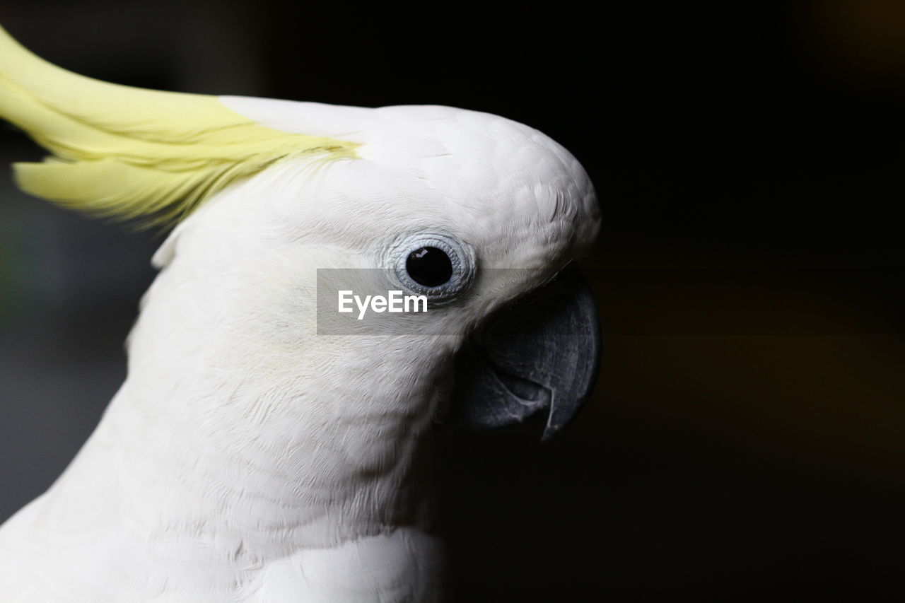 CLOSE-UP OF A BIRD