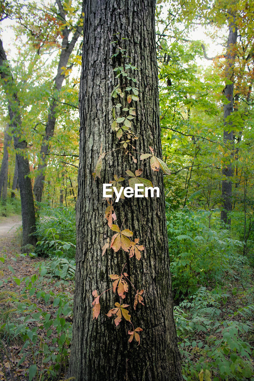 TREE TRUNK IN FOREST