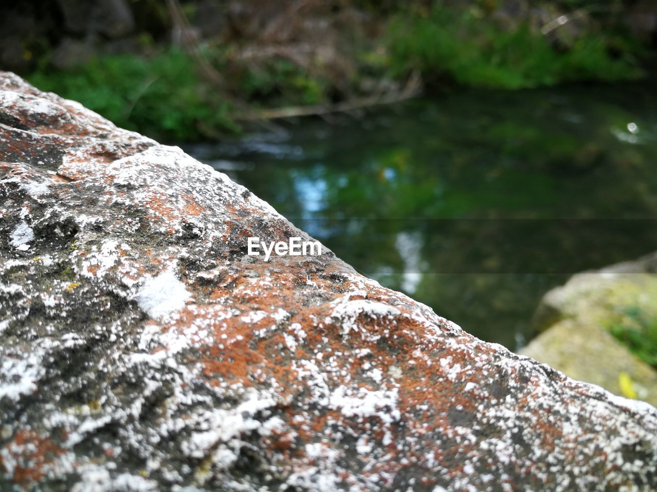 CLOSE-UP OF MOSS ON ROCK