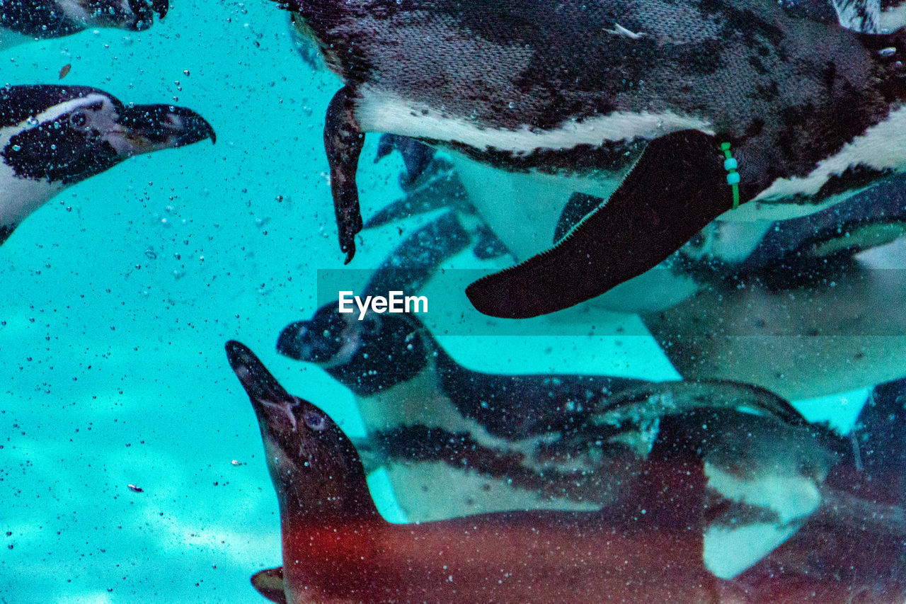 Close-up of penguins swimming in sea