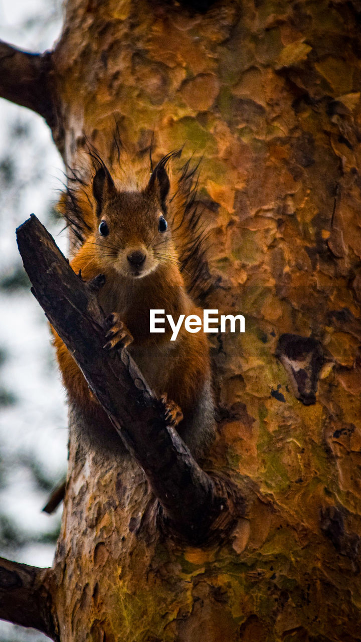 CLOSE-UP PORTRAIT OF SQUIRREL ON TREE