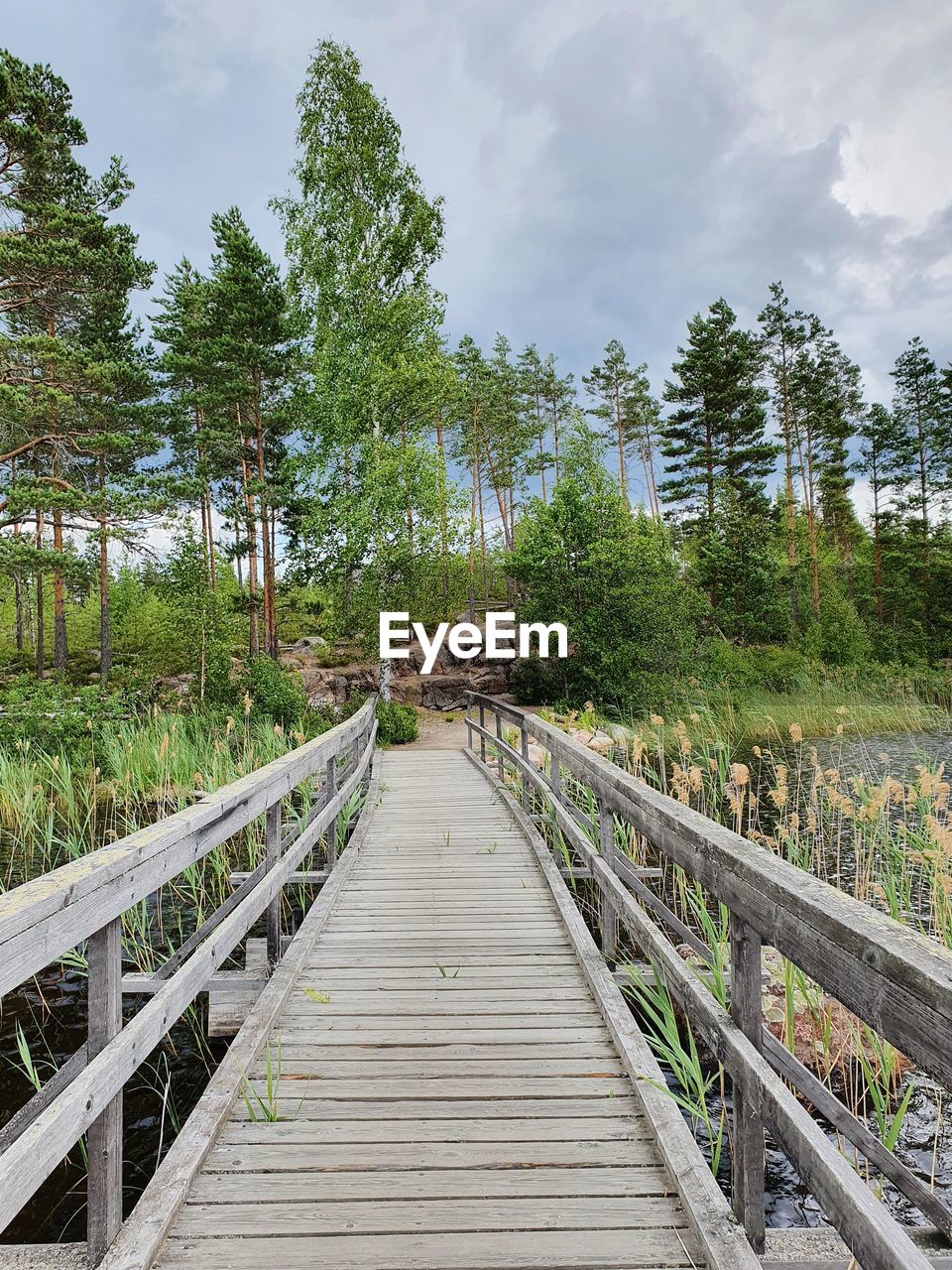 tree, plant, nature, sky, walkway, land, wood, cloud, the way forward, forest, bridge, architecture, environment, landscape, footpath, beauty in nature, no people, boardwalk, built structure, scenics - nature, tranquility, water, travel destinations, coniferous tree, footbridge, travel, outdoors, non-urban scene, pinaceae, track, pine tree, diminishing perspective, tourism, day, transportation, tranquil scene, green, pine woodland, railing, growth, transport, holiday, vanishing point, summer