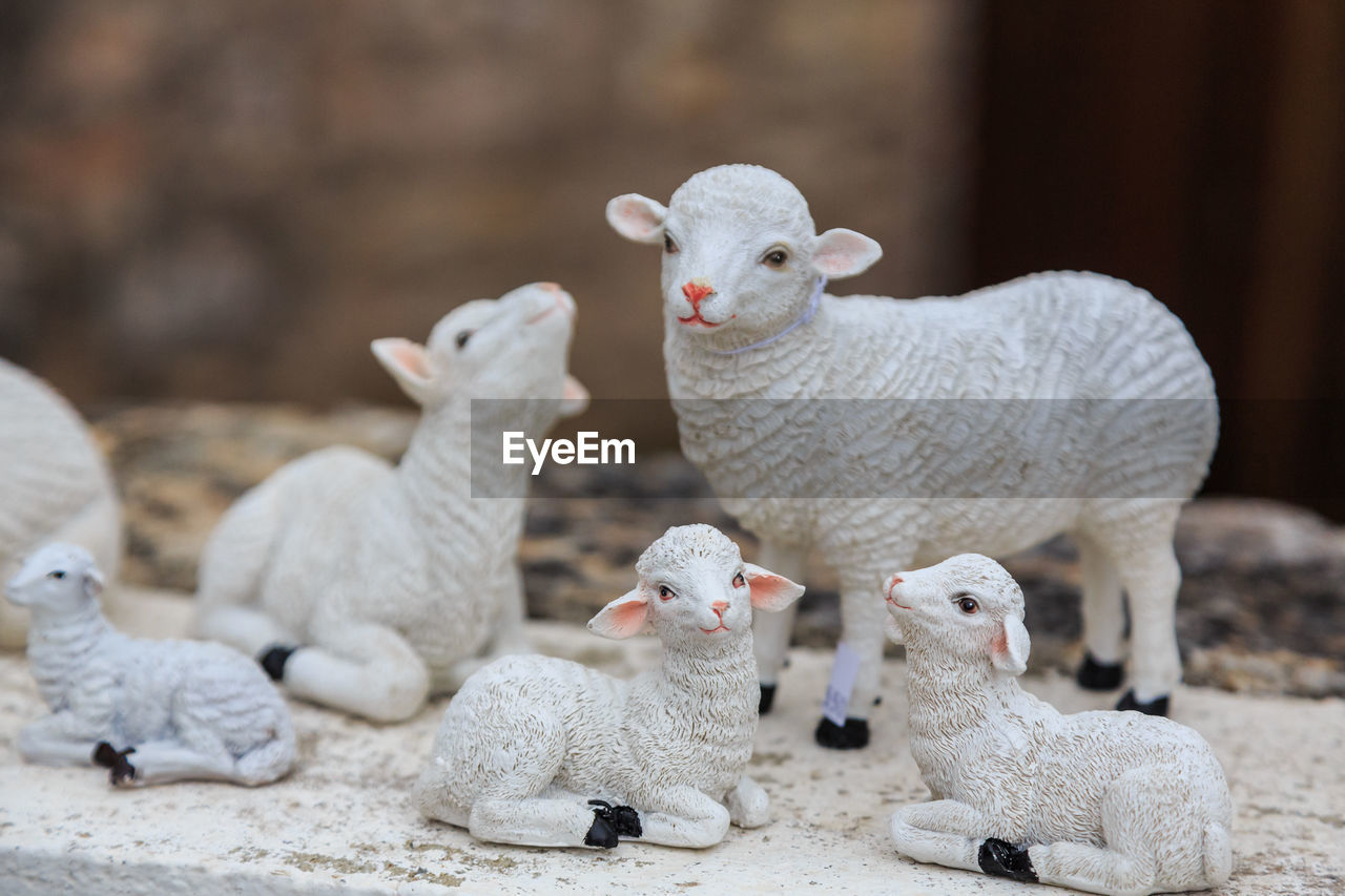  plastic sheep flock