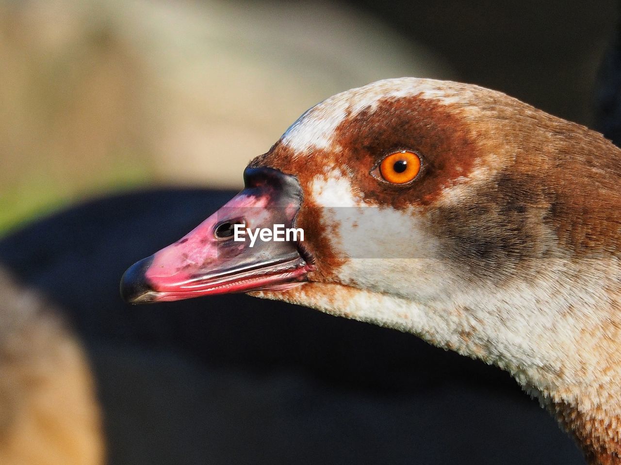 close-up of duck
