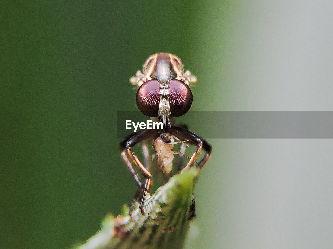 Detail shot of insect on stem against blurred background