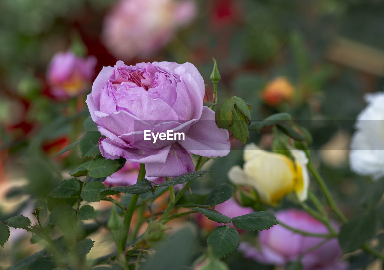 CLOSE-UP OF FRESH PINK ROSE IN GARDEN