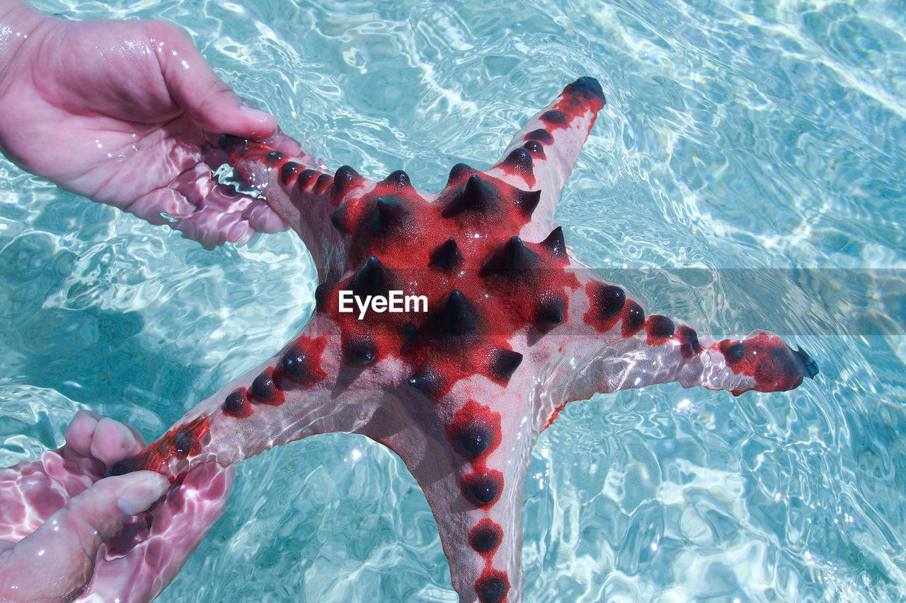 Close-up of hands holding starfish in sea