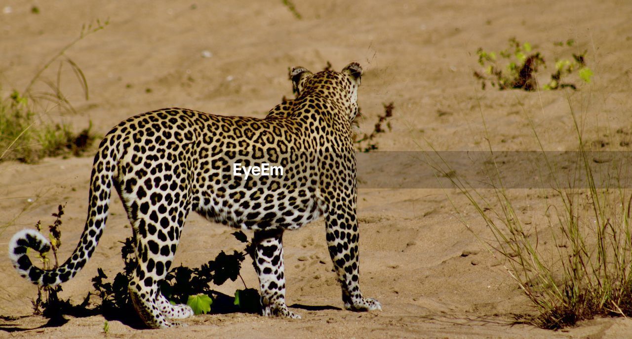 VIEW OF A ZEBRA