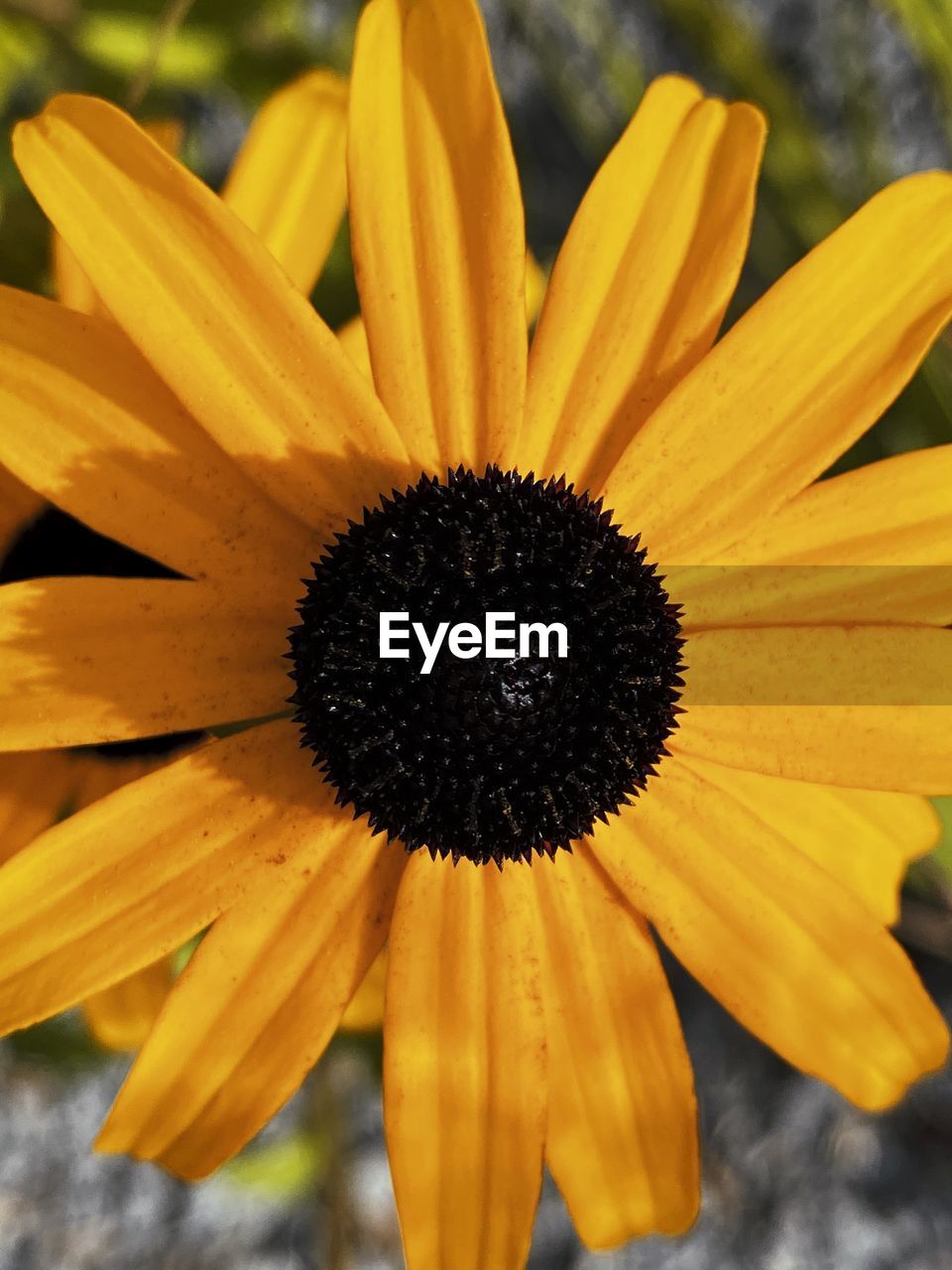 Close-up of yellow flower