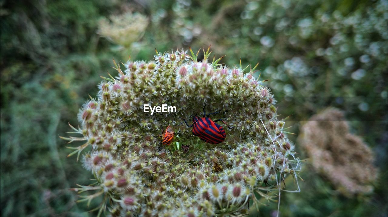 CLOSE-UP OF THISTLE AGAINST BLURRED BACKGROUND