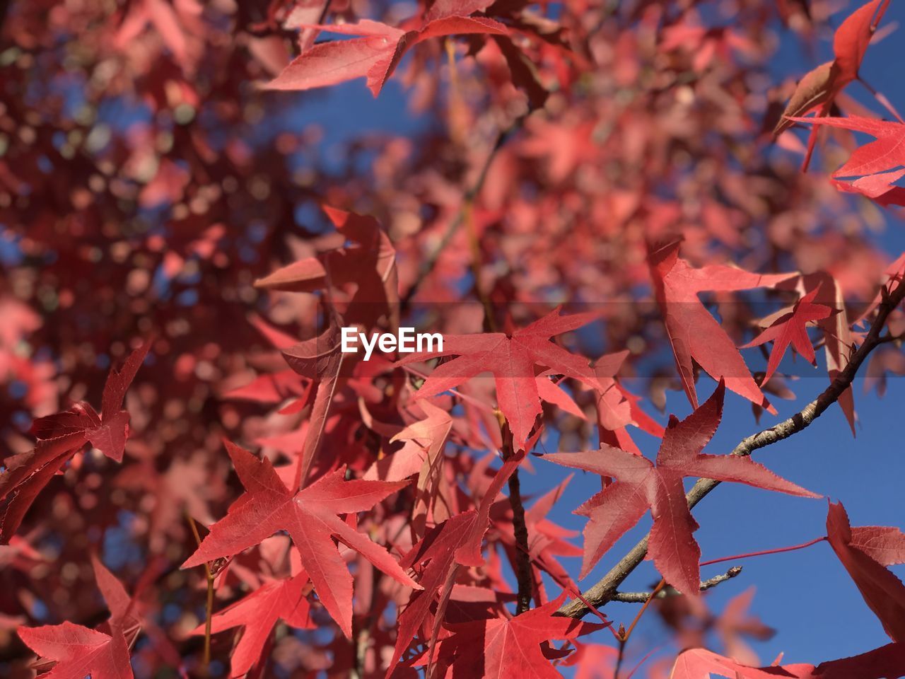 CLOSE-UP OF RED MAPLE LEAVES