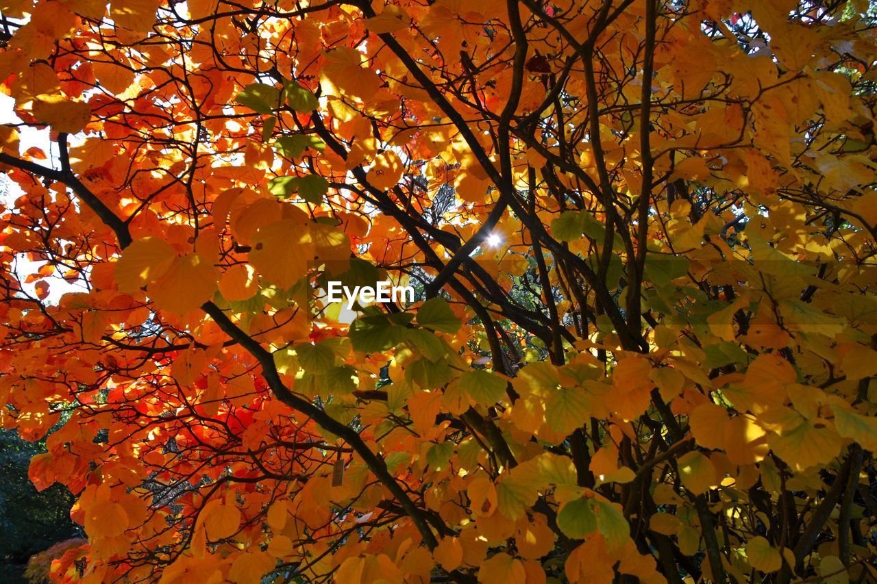 LOW ANGLE VIEW OF TREE AGAINST SKY DURING AUTUMN