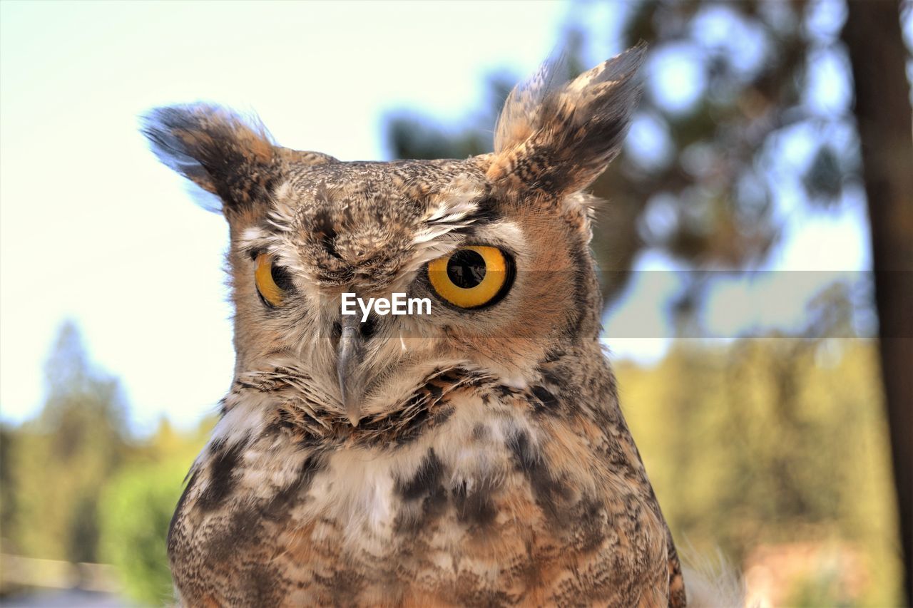 Close-up of owl