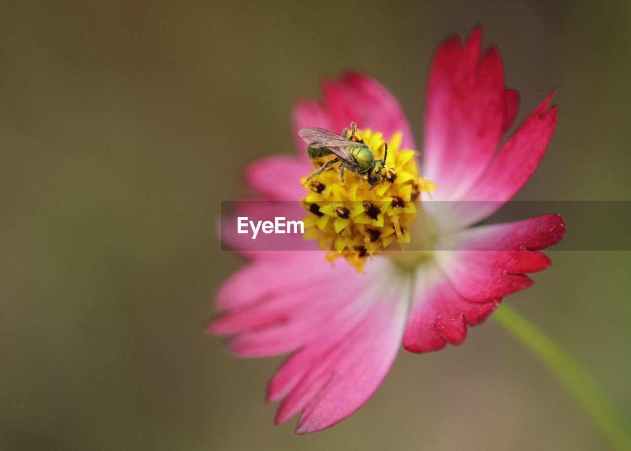 CLOSE-UP OF PINK YELLOW FLOWER