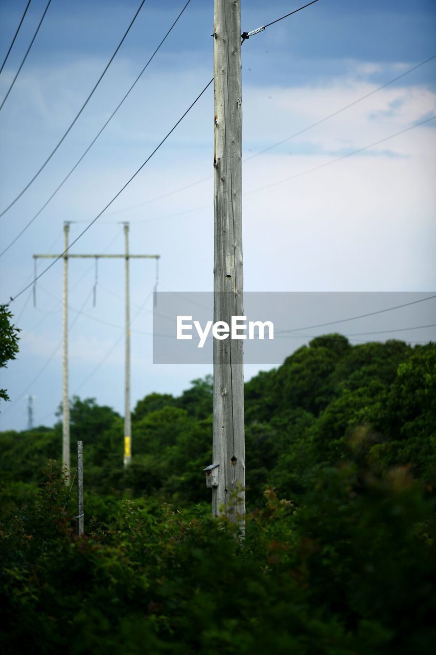 Low angle view of telephone poles amidst plants