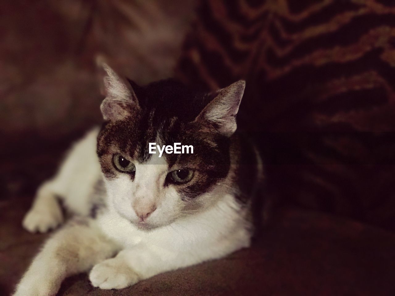 CLOSE-UP PORTRAIT OF CAT LYING ON BED AT HOME