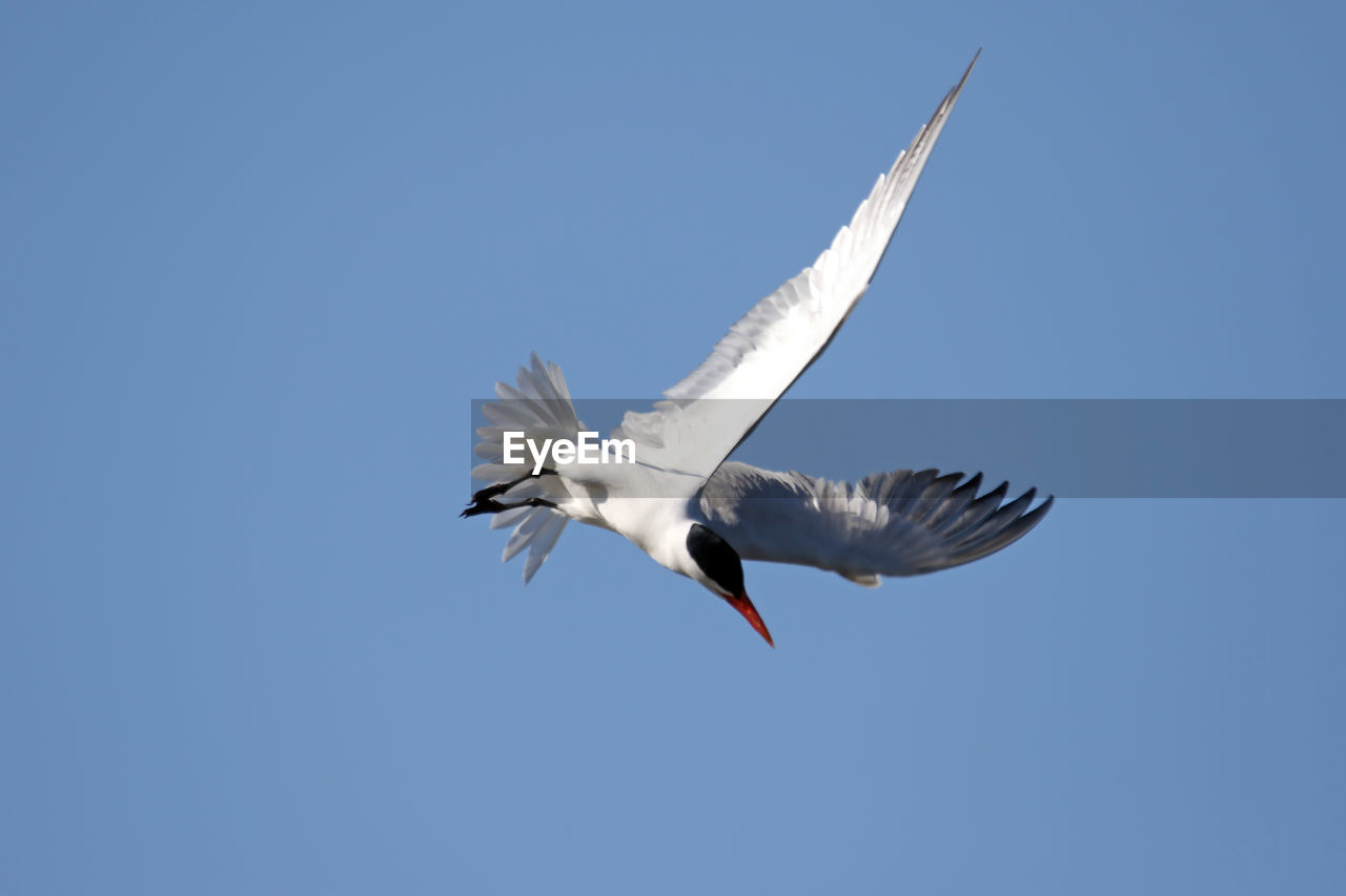 Bird flying against clear blue sky