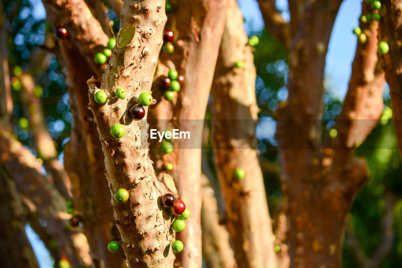 Close-up of blackbarries on tree trunk