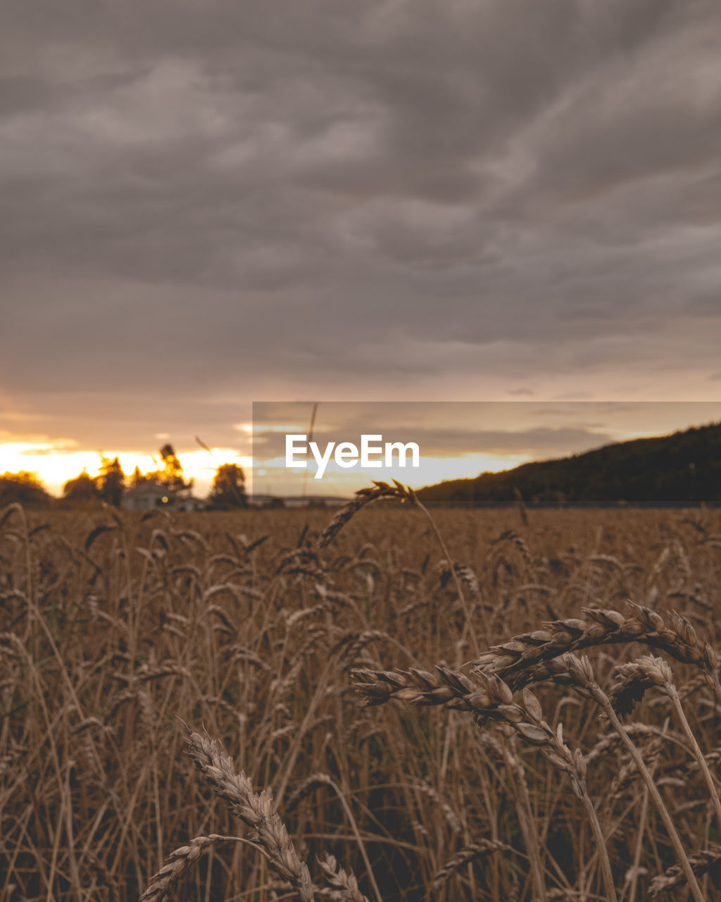 SCENIC VIEW OF WHEAT FIELD AGAINST SKY