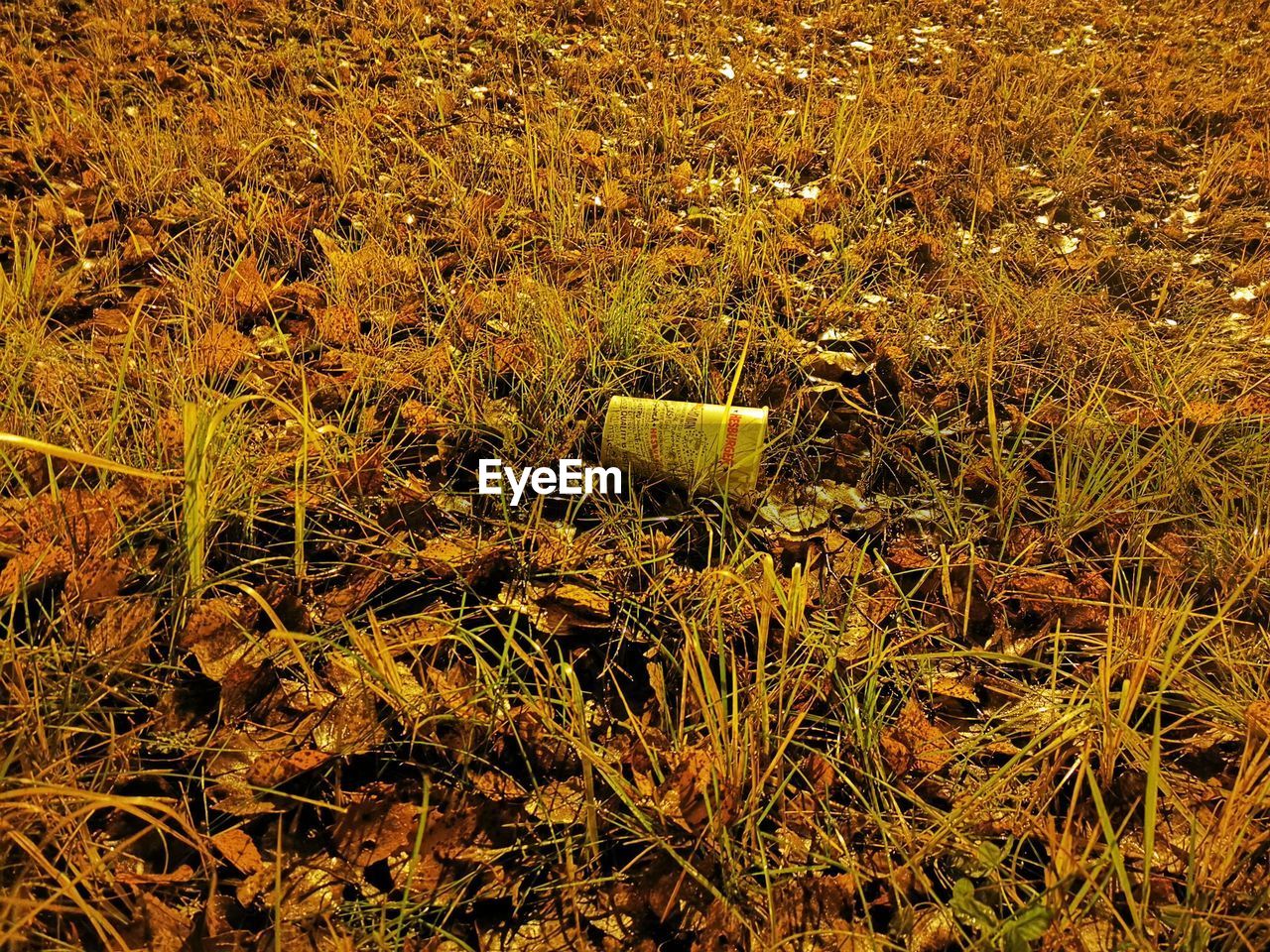 HIGH ANGLE VIEW OF PLANTS GROWING ON FIELD