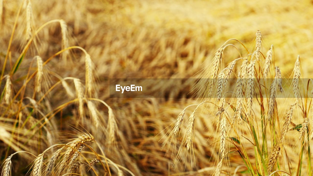 Close-up of wheat field