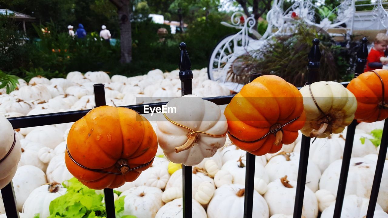 Close-up of pumpkins on railing