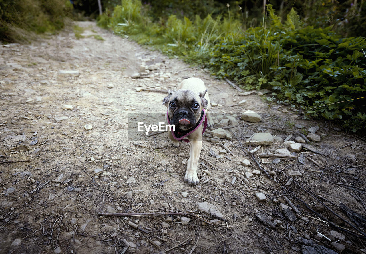 HIGH ANGLE VIEW PORTRAIT OF DOG ON FIELD