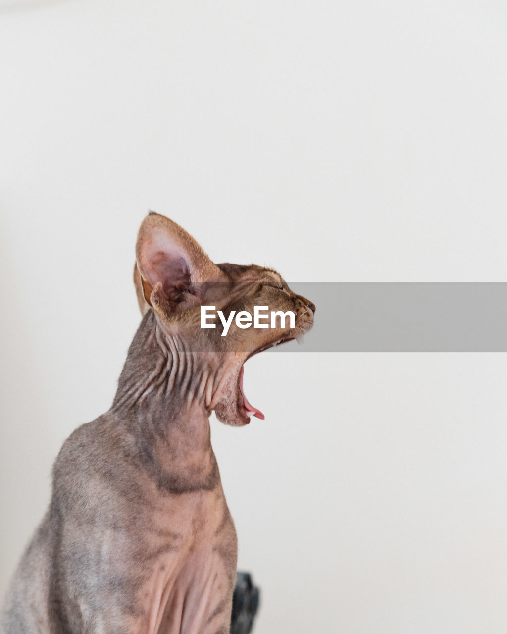 Cat yawning away against white background