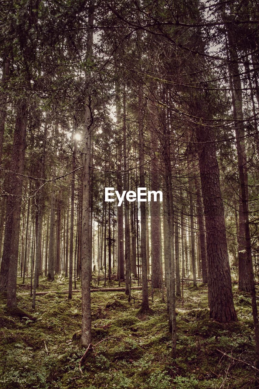 Trees in forest