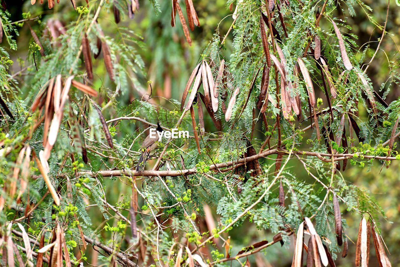 CLOSE-UP OF FRESH PLANT