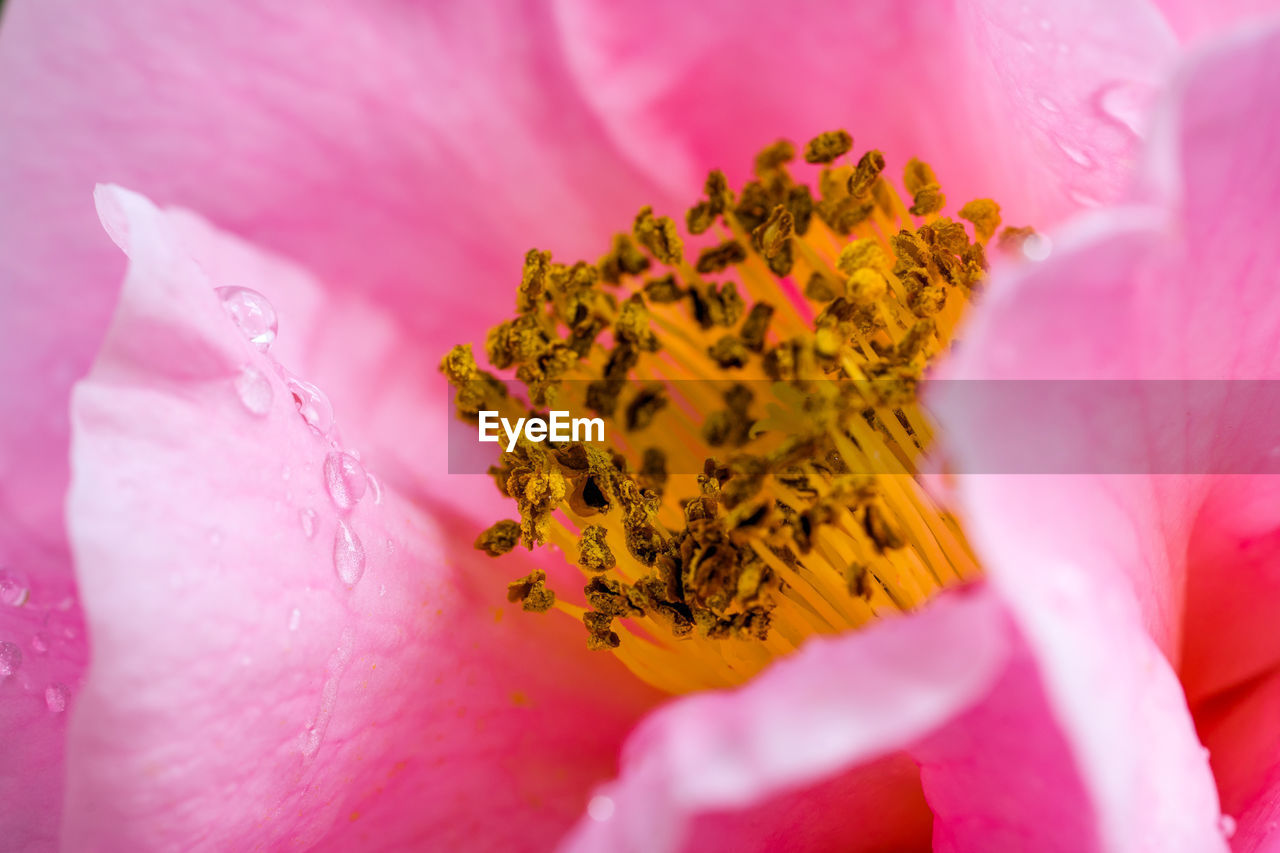 Close-up of pink flower