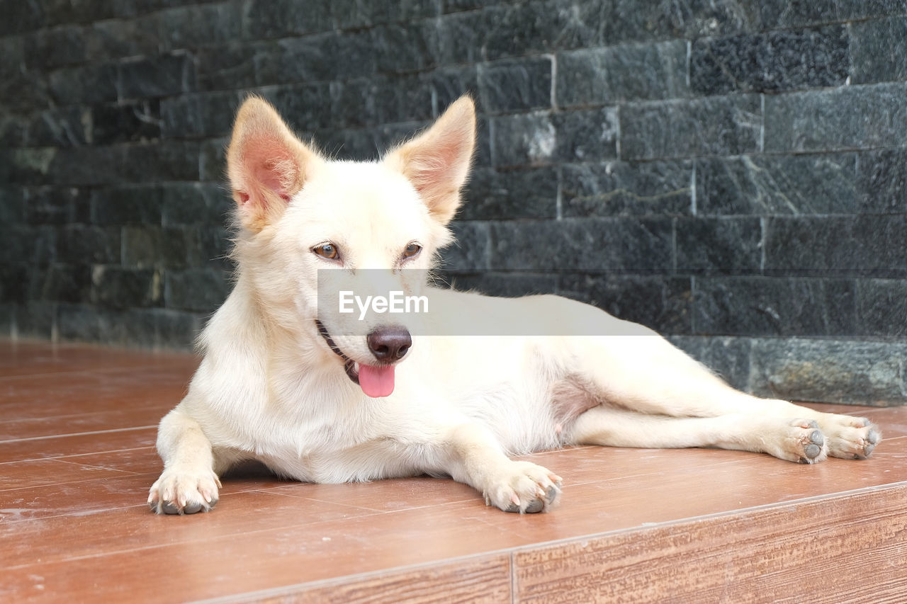 Dog sitting on floor