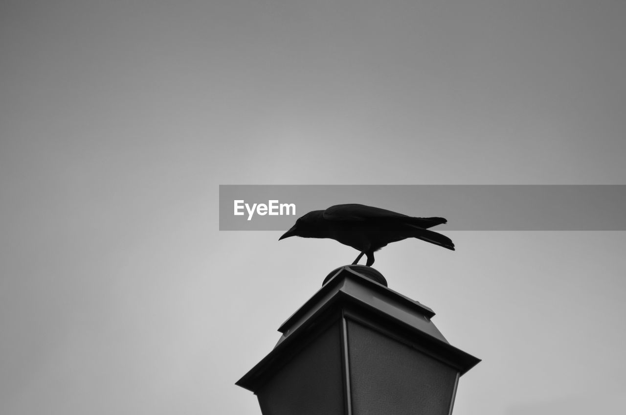 Low angle view of bird on lamp against clear sky