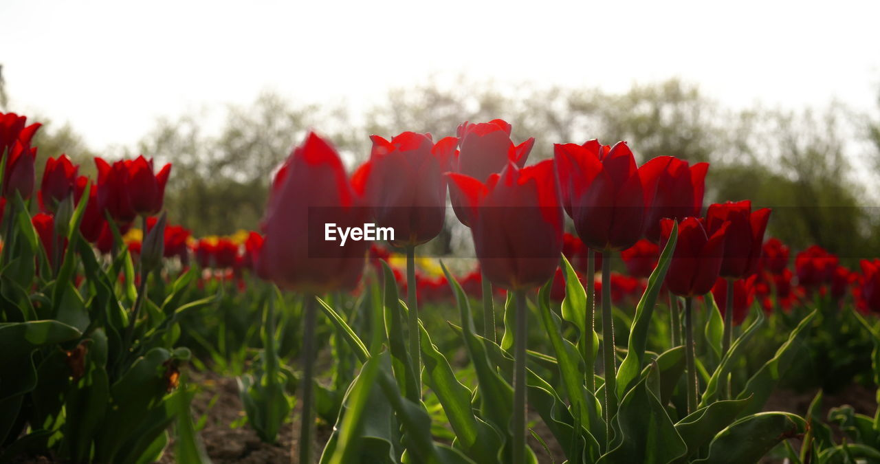 plant, flower, flowering plant, red, beauty in nature, nature, freshness, growth, sky, field, land, landscape, petal, close-up, fragility, inflorescence, tulip, flower head, environment, no people, springtime, rural scene, poppy, tranquility, focus on foreground, outdoors, flowerbed, green, day, blossom, leaf, non-urban scene, scenics - nature, grass, vibrant color, plant part, tranquil scene, cloud, botany, sunlight, summer, multi colored, selective focus, plant stem