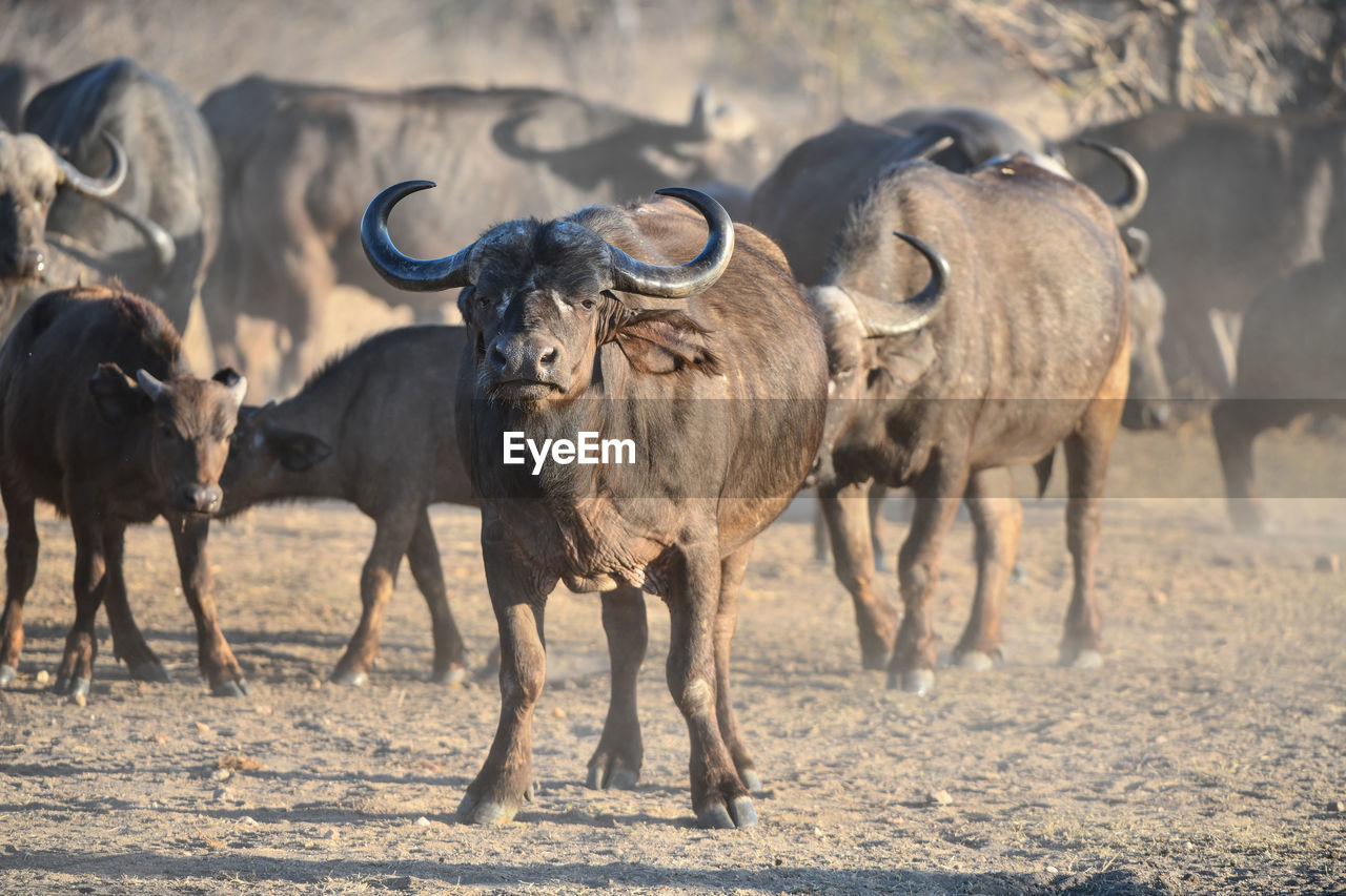 HERD OF SHEEP IN A FIELD