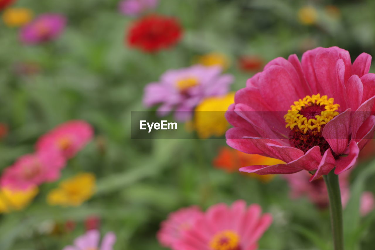 Close-up of pink flowering plants